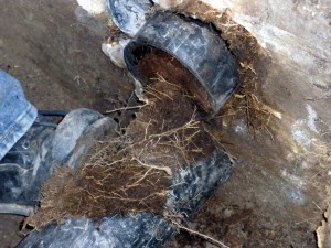 Sewer Line Replace - Pipe Damage from Root Infiltration